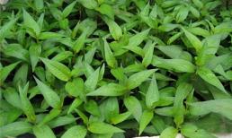 Lợi ích của rau răm 