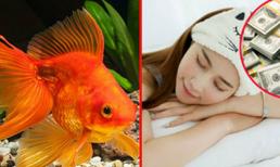 Nếu mơ thấy điều này chứng tỏ bạn sắp có vận may về tiền bạc