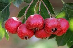 Tại sao táo gai được xem là loại quả 'bậc thầy về sức khỏe'?