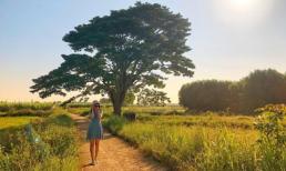 Ghé thăm Huế, check-in 'Cây cô đơn' nổi tiếng trong phim 'Mắt biếc'