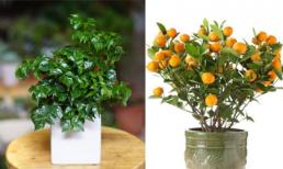 5 loại cây thường được chọn để trưng bày ngày Tết với ý nghĩa tài lộc và may mắn