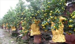 Bí quyết chọn quất cảnh hội tụ đủ tứ quý để trưng Tết Canh Tý 2020