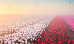 Những vườn hoa xuân đẹp nhất thế giới bạn nên ghé thăm một lần trong đời