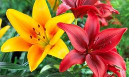 Những loài hoa cấm kỵ tuyệt đối không được đặt lên bàn thờ ngày Tết