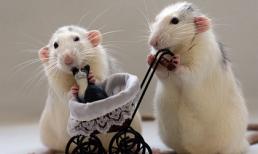 Tử vi cuối tuần này (25-26/4): 3 con giáp được thần tài chiếu cố, may mắn cả về sự nghiệp, tài chính lẫn chuyện tình duyên