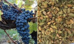 Nho tươi hay nho khô bổ dưỡng hơn? Bác sĩ chỉ cách ăn đúng cho bệnh nhân tiểu đường