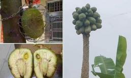 Loạt cây củ quả 'dị' được fan cứng của hội ghét bếp chia sẻ: Đắng nhất là mít nguyên sơ 