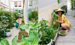 Khu vườn ngập tràn hoa và rau sạch của diễn viên Thân Thúy Hà
