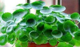 Ba loại cây 'may mắn' này, dù đắt tiền đến đâu cũng nên có một chậu trong nhà