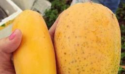 Khi mua đu đủ, nên chọn 'đu đủ cái', thịt dày và ngon ngọt hơn