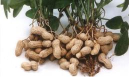 Đậu phộng được nấu cùng với thứ này, tốt hơn là ăn vô số thuốc bổ! 