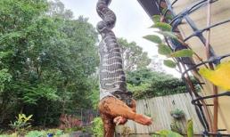 Trăn khổng lồ ở Úc đói treo ngược trên mái nhà nuốt chửng con đười ươi to