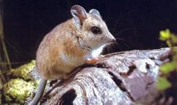 Động vật nào giao phối dài nhất? Nó có thể giao phối liên tục trong 14 giờ mà không ngủ