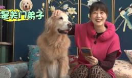 Chẳng chịu lấy chồng, đại Hoa đán Châu Hải My nuôi nhiều cún cưng ở biệt thự triệu đô 