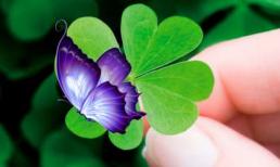 Những dấu hiệu là điềm báo cho biết thần may mắn sắp 'gõ cửa' nhà bạn