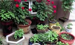 Tưới hoa vào buổi sáng hay buổi tối tốt? Lắng nghe kinh nghiệm người chồng hoa để không phải hối hận nhìn cây chết héo