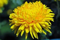 Đầu tháng cúng thần Tài cứ dâng những loại hoa phú quý