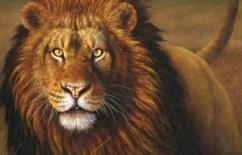 Tại sao những con sư tử chết trong tự nhiên không bao giờ tìm thấy xác của chúng? Bạn có thể không tin