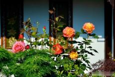 Những người có 5 tư duy này không thể trồng hoa! Bạn có không?