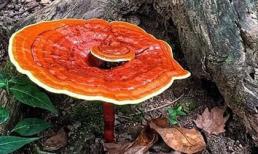 Nấm linh chi - vẫn luôn là vị thuốc quý cao cấp từ thiên nhiên