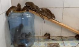 Làm bẫy chuột cực đơn giản và hiệu quả bằng vỏ bình nước 20 lít