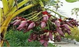 Buồng chuối kỳ lạ bắp nhiều hơn quả khiến dân mạng phải hiến kế cho chủ nhà