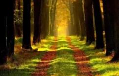 Bài kiểm tra tâm lý: Nếu bạn gặp nguy hiểm, bạn sẽ đi con đường nào? Câu trả lời sẽ vạch ra IQ của bạn cao hay thấp!