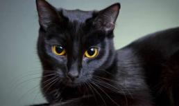 Chia buồn với 3 con giáp bị sao quả tạ rơi trúng đầu, vận đen đeo báo, xui xẻo đủ đường cuối tuần này (20-21/6)