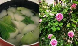 Bạn đổ tất cả nước luộc rau ăn thừa? Thật lãng phí, hoa và cây trong chậu đang mong chờ để được tươi tốt!