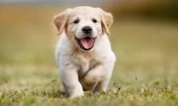 Trẻ sinh ra thuộc những con giáp này mang mệnh quý nhân, phúc lộc giàu sang, thông minh lanh lợi hơn người