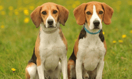 Hai ngày cuối tuần: Top 3 con giáp may mắn nhất, công việc suôn sẻ thuận lợi, gặp được cơ hội đổi đời