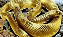 'Giấc mộng vàng' là điềm báo giàu sang phú quý, vận may đang đến, tiền sắp về ngập két