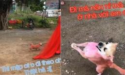 'Sen' đi lấy chồng, 'boss' ngồi canh cả buổi sáng rồi lẽo đẽo đi theo suốt đám cưới