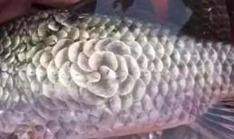 Người đàn ông mua cá 'quái vật' vảy hình hoa mận với giá cao, nhưng khi mổ ra thì phát hiện một thứ 'kinh khủng'