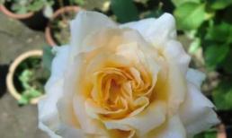 Kiểm tra tâm lý: Chọn một bông hoa may mắn bạn thích? Xem bạn sẽ gặp may mắn gì?