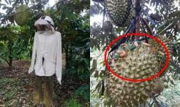 Chủ vườn sâu riêng nghĩ ra cách bảo vệ thành quả khiến trộm có mò vào cũng 'chạy mất dép'