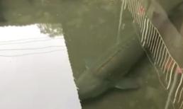 Cá siêu khủng dài cả mét tung tăng bơi lội dưới mương của một công trình bỏ hoang