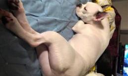 Chú chó với thân hình cạo trắng lông gây sốt MXH, biết được nguyên nhân ai cũng thương