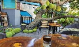 Cây mít sai trĩu với hàng chục quả to mơn mởn treo đầy cành khiến dân mạng trầm trồ