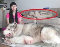 Người phụ nữ có một con chó to hơn con người. Bạn có thể giải thích chiếc áo khoác lông chó trên ghế sofa không?