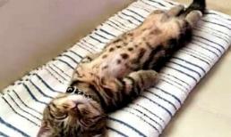 Bỏ quên mèo trong phòng điều hòa lạnh, nữ chủ nhân vội vàng chạy về nhà! Cô đã suýt khóc khi nhìn thấy cảnh này 