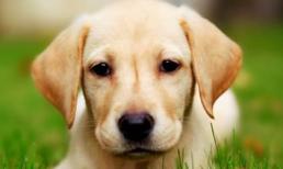 Chia buồn với 3 con giáp bị xui xẻo gọi tên tuần này (13-19/7), làm việc gì cũng khó thành công