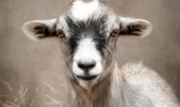 Từ 1/6 âm lịch, 3 con giáp bước vào thời kỳ hoàng kim, chớp mắt đổi đời, tài lộc lên đỉnh