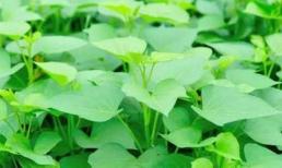 6 lợi ích của việc ăn lá khoai lang 'dinh dưỡng cực kỳ cao'! Những cô gái đau bụng kinh sẽ 'ngăn ngừa mất máu quá nhiều'