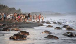 Một số lượng lớn rùa biển xuất hiện trên bãi biển, và hành vi của đám đông vô ý thức khiến nhiều người tức giận