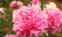 Nếu một người có sáu dấu hiệu tốt lành này, anh ta chắc chắn sẽ gặp may, và nếu có tất cả, xin chúc mừng