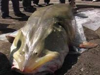 Đây là một loài cá rất quý và hiếm, không có gì lạ khi rất nhiều người muốn bắt nó!