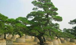 Người xưa thường nói rằng 'năm cây không trồng ở nhà, tránh gia đình nghèo đi và li tán'! Vậy năm cây đó là cây gì? 