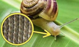 Tại sao ốc sên là sinh vật có răng nhiều nhất, phóng đại chúng hàng ngàn lần, bức ảnh khiến nhiều người nổi da gà