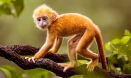 Qua cơn bĩ cực đến hồi thái lai, thời gian sắp tới những con giáp này chuẩn bị đổi đời, có cơ hội làm đại gia